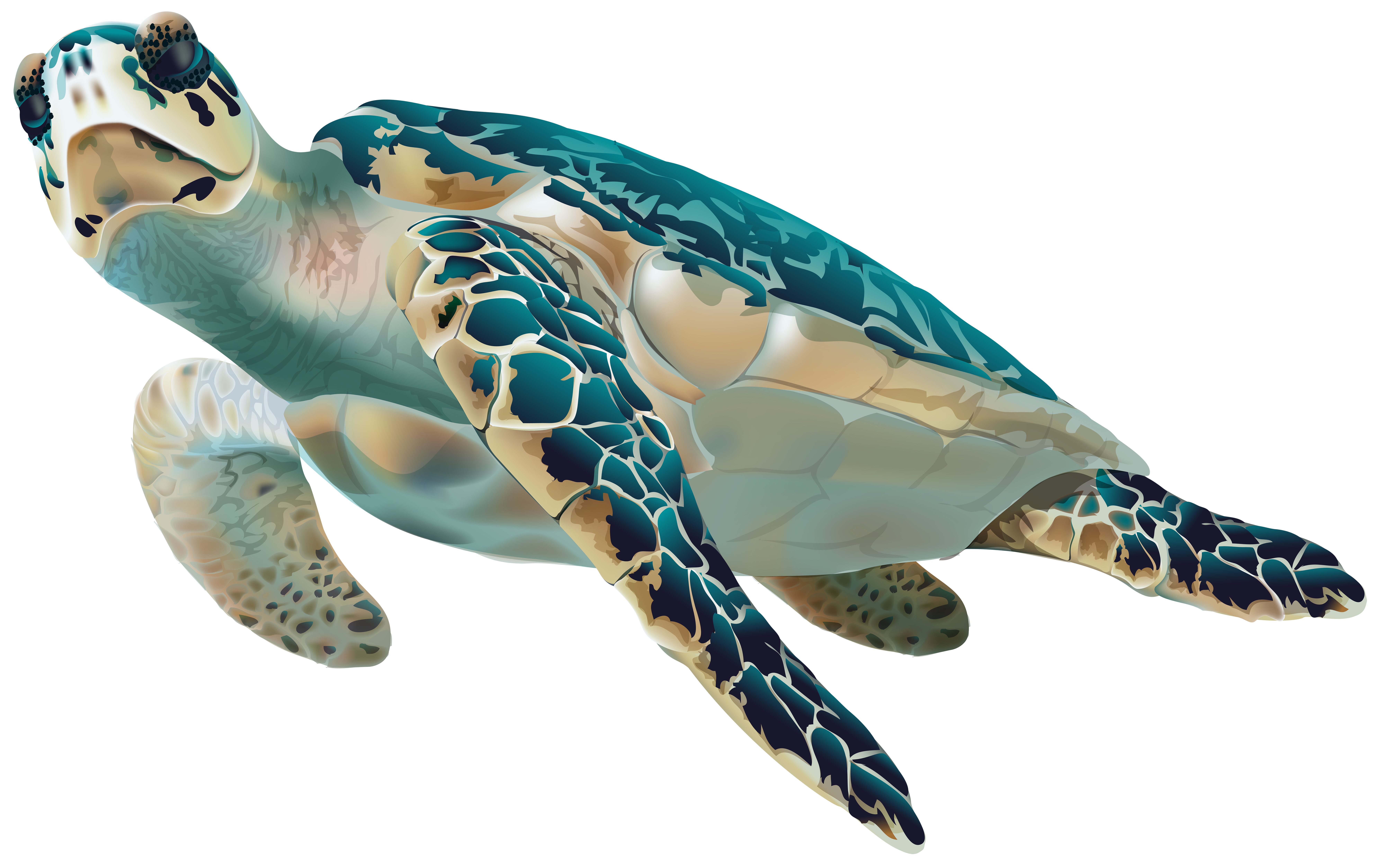Sea Turtle