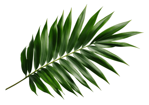 Palm Leaf Left