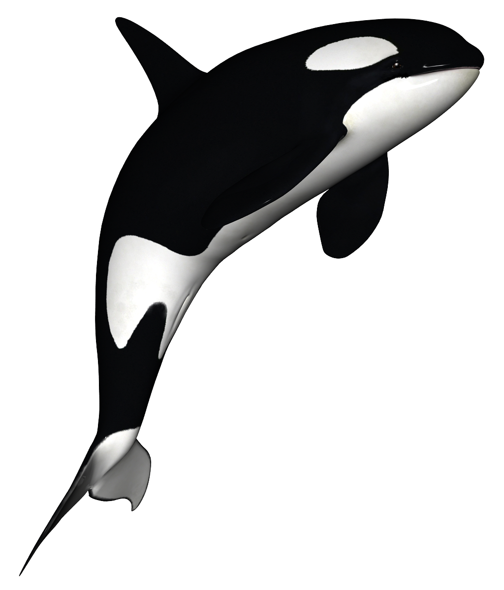 Orca Whale