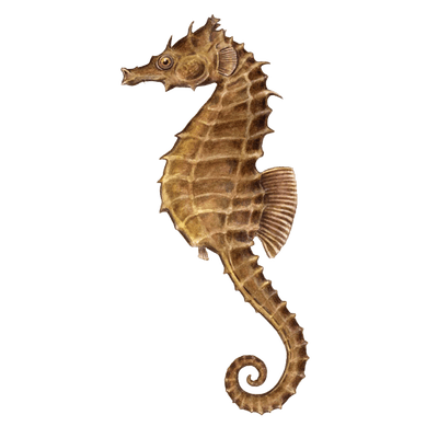 Seahorse