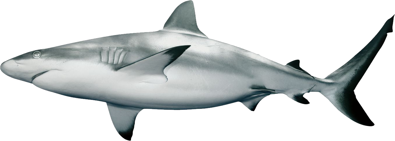 Shark